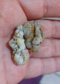 #يا #الله نوادر النوادر  الزوعات حيه نطفيات نثيه وفحل معطفات  ومصورات ...