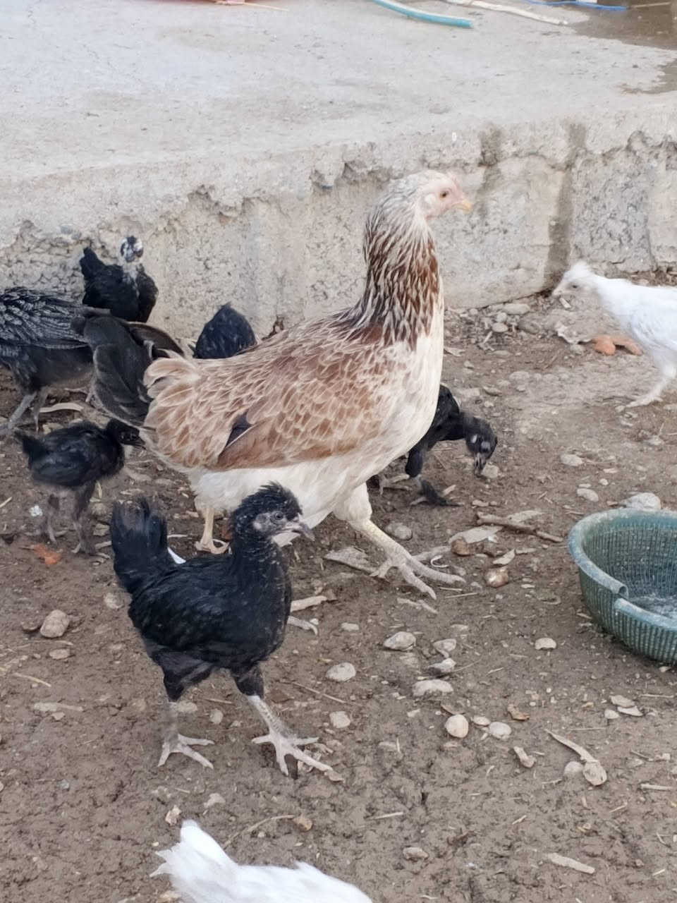 مكلف بالنشر 
دجاج عربي اصيل دماء نقية عدد 35دجاجه و6ديك+صواصي اعمار مشكل 3شهور شهرين شهرعدد30للبيع شلع أو كل شي وسعره مكان اربيل بير داوود #الجميع


**إذا كنت صاحب هذا الإعلان وتريد حذفه لأي سبب، رجاءا أرسل رسالة إلى الدعم الفني**