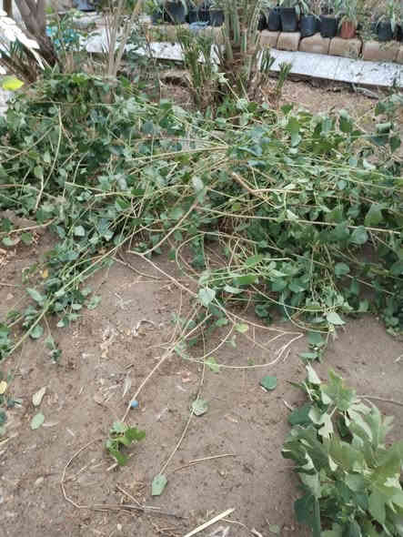 بسم الله الرحمن الرحيم الى اروح والدي واخي 
حمله ميسان الخير
اقلام منوعه للثواب مجاني
اقلام تين بني مسلم
اقلام تين جاسم 
اقلام عنب اسود نوعيه جيده
اقلام تكي كندي
اقلام تكي عراقي
اقلام رمان واندفل امريكي 
اقلام رمان عراقي 
اقلام ورد المينا 3اللوان مع متعدد اللوان 
مشتل الزهراء في ميسان العماره بستان دور النفط شارع مقبره الصابئه قرب جملونات بيت العنتاكي للدواشك والحصران داخل الفرع 
،  ***********
***********
