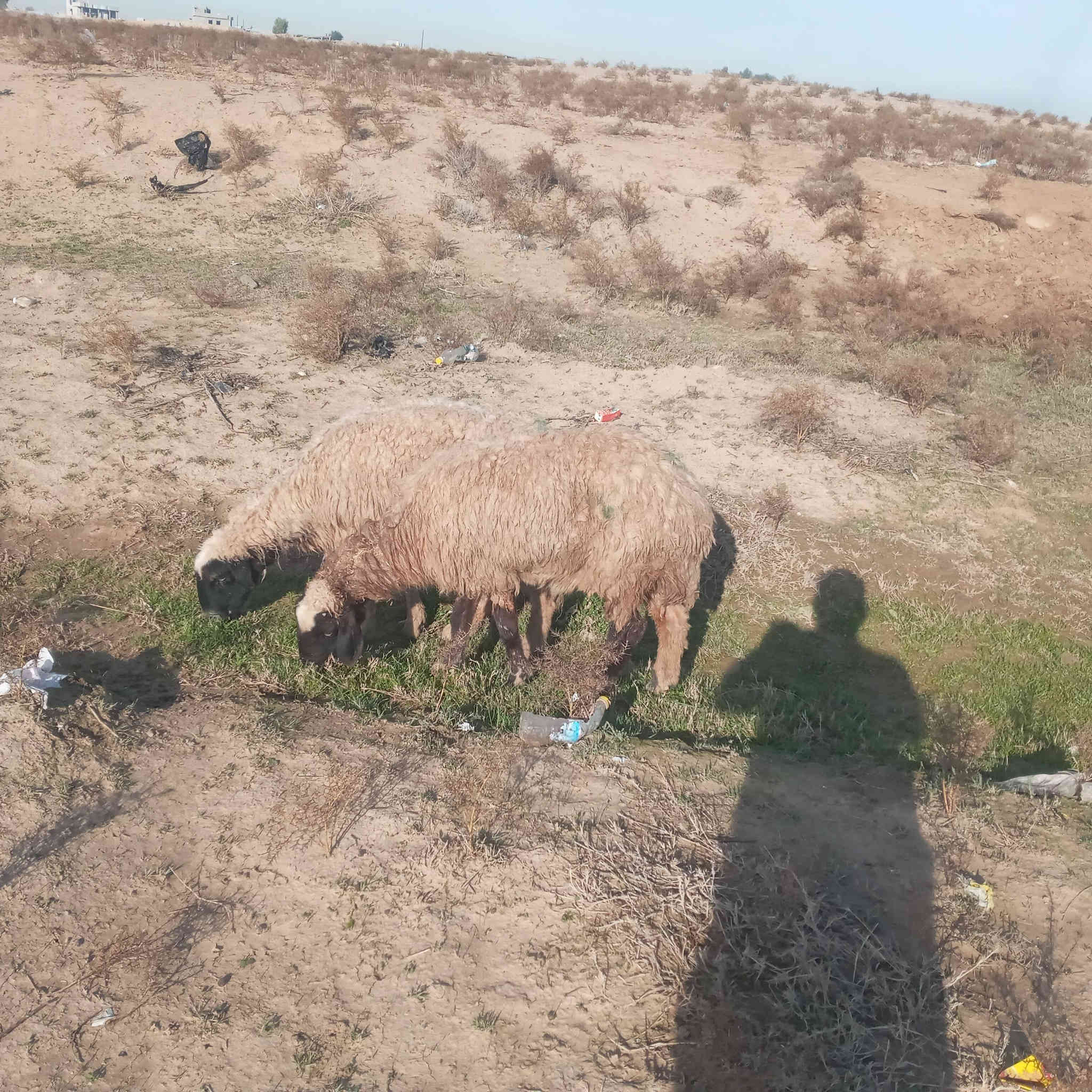 جوز انعاج لبيع مالات جنيه وربط عشر سعر الجوزب  ٢٥٠ قفل
***********
