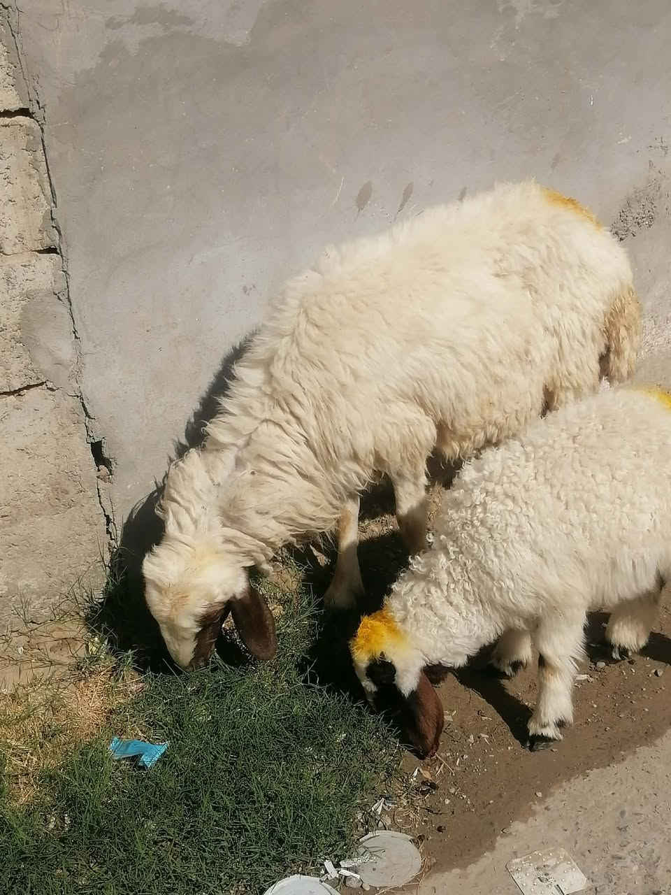 يوجد نعجه مطفل ورجينه وعشره فوك بنته شرط النصاحه العنوان بيجي الرقم الهاتف ***********زين
