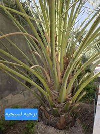 ورحمه الله وبركاته يوجد برحيه نشوه نسيجيه للبيع ويوجد فسائل مجدول للبي...