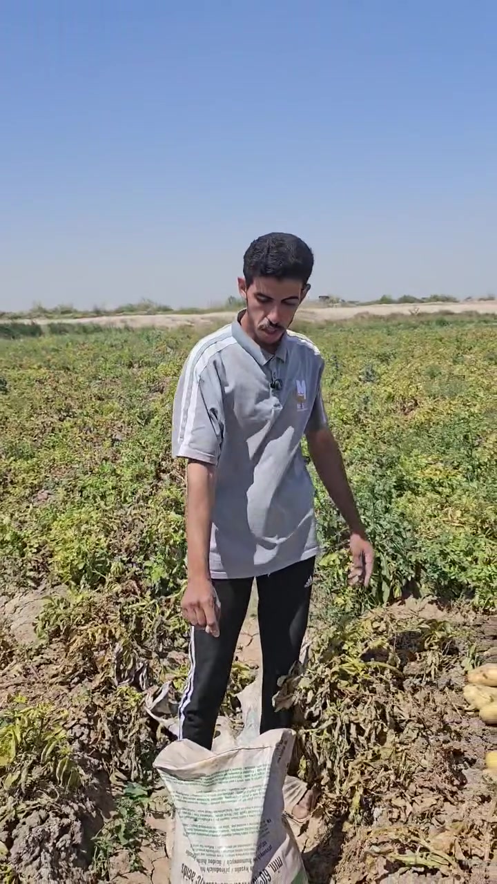 نتائج رائعة للهيومك السلوفاكي 🇸🇮  في زيادة إنتاج البطاطا  وكبر حجم الدرنات  مع الأخ وقاص بني جميل  في منطقة حميد شعبان  / أبو غريب  في بغداد  
#زراعة


**إذا كنت صاحب هذا الإعلان وتريد حذفه لأي سبب، رجاءا أرسل رسالة إلى الدعم الفني**