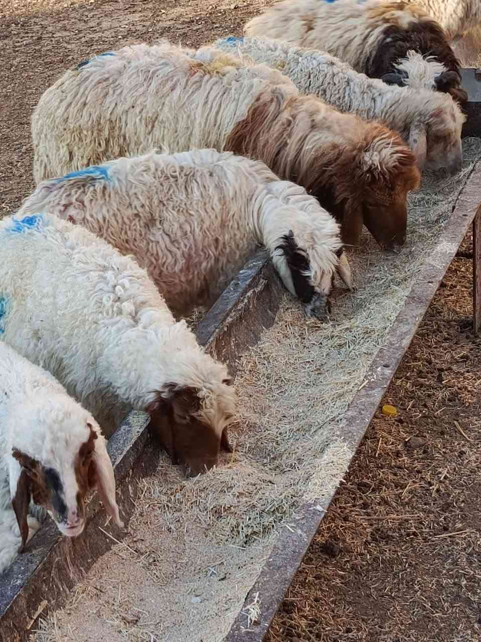 يوجد طليان عدد 6 + فطايم عدد 5 ناصحات شرط نصاحه مال ربط حلوات ومناسبات وبيع شلع العنوان بيجي رقم الهاتف
‏‪***********‬‏....‏‪***********‬‏
يوجد طليان عدد 6 + فطايم عدد 5 ناصحات شرط نصاحه مال ربط حلوات ومناسبات وبيع شلع العنوان بيجي رقم الهاتف
