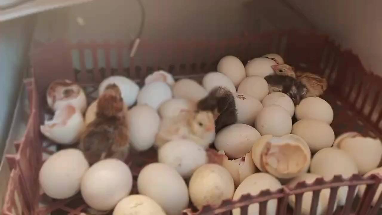 متاح فقاسه فول اوتماتيك تلزم 112 بيضه وتكدر اتضيفلهة رف تصير 170 سعر 140 وبيهة مجال للتوصل رقم *********** ادمن وافق
