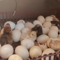 متاح فقاسه فول اوتماتيك تلزم 112 بيضه وتكدر اتضيفلهة رف تصير 170 سعر 1...