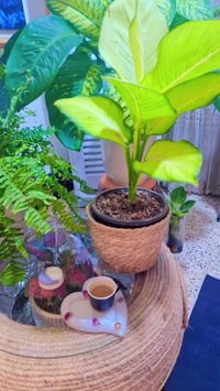 نوادر • باخيا • ديكور