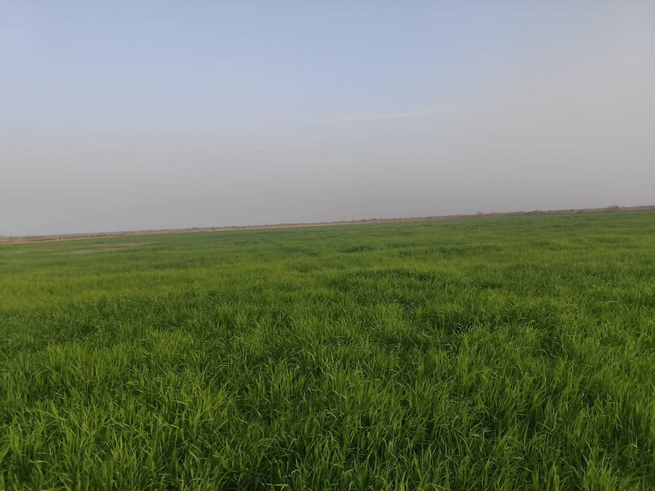 ارض زراعيه  للبيع مع ثلاث منازل سكنيه  ،للاستفسار :*********** ميسان
