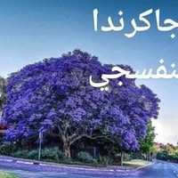 السماوه • بذور استوائية نادرة • جاكرندا بنفسجية