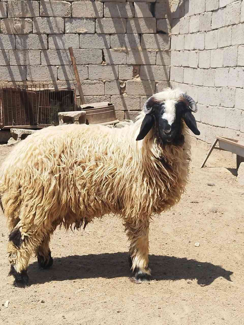 للبيع مستعجل ع بيعتهن اب 350 تواصل *********** مامتواجد ع فيس
