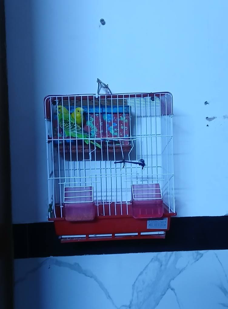 بلابل حب نثى وفحل صاحيات سعر 20 هنه  والقفص مكاني بغداد راسه مال امين ***********
