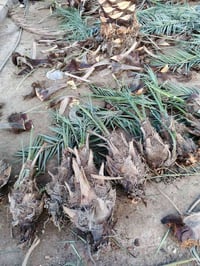 فسائل نخيل • خضراوي مندلي • بالعلم