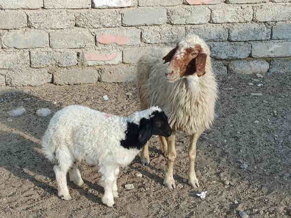 يوجد مطفل فول وراه طلي شرط نصاحه مال جنيه فول سعر 400الف المكان بيجي حي العصري رقم الهاتف ‏‪***********‬‏
