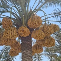 تخيل بعد سنوات… أرضك مليئة بنخيل قوي وإنتاج يلفت الأنظار. الزراعة ليست...