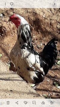 للبيع ديوك بو تاني بطريقي شرط فحول رقم 07511848960