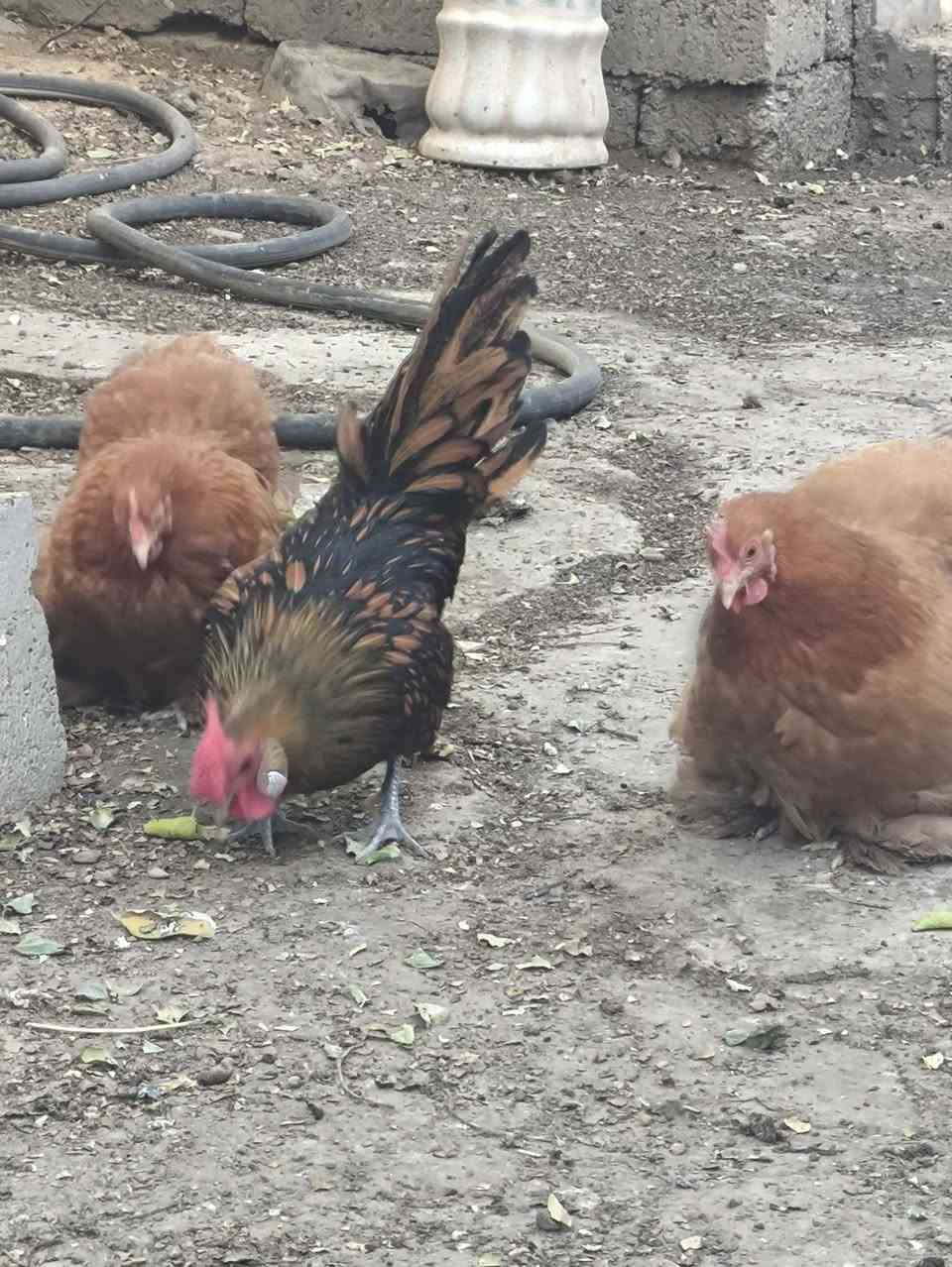 يتوفر بيض اسباني سبرايت وكوجن مثل الي بلصورة عدد 15 بيضه


**إذا كنت صاحب هذا الإعلان وتريد حذفه لأي سبب، رجاءا أرسل رسالة إلى الدعم الفني**