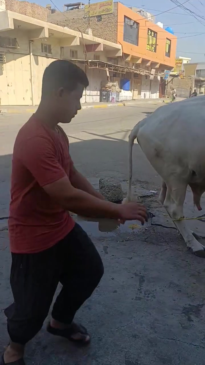 قصابت النقيب بهرز الآن يوم الأحد ***********
