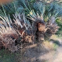 فسيلة زهدي • الطارمية • القصير