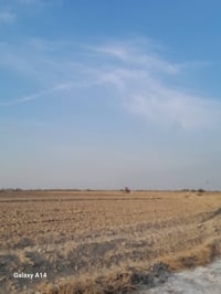 الرفاعي المصيفي • ٣٠دونم • زراعي