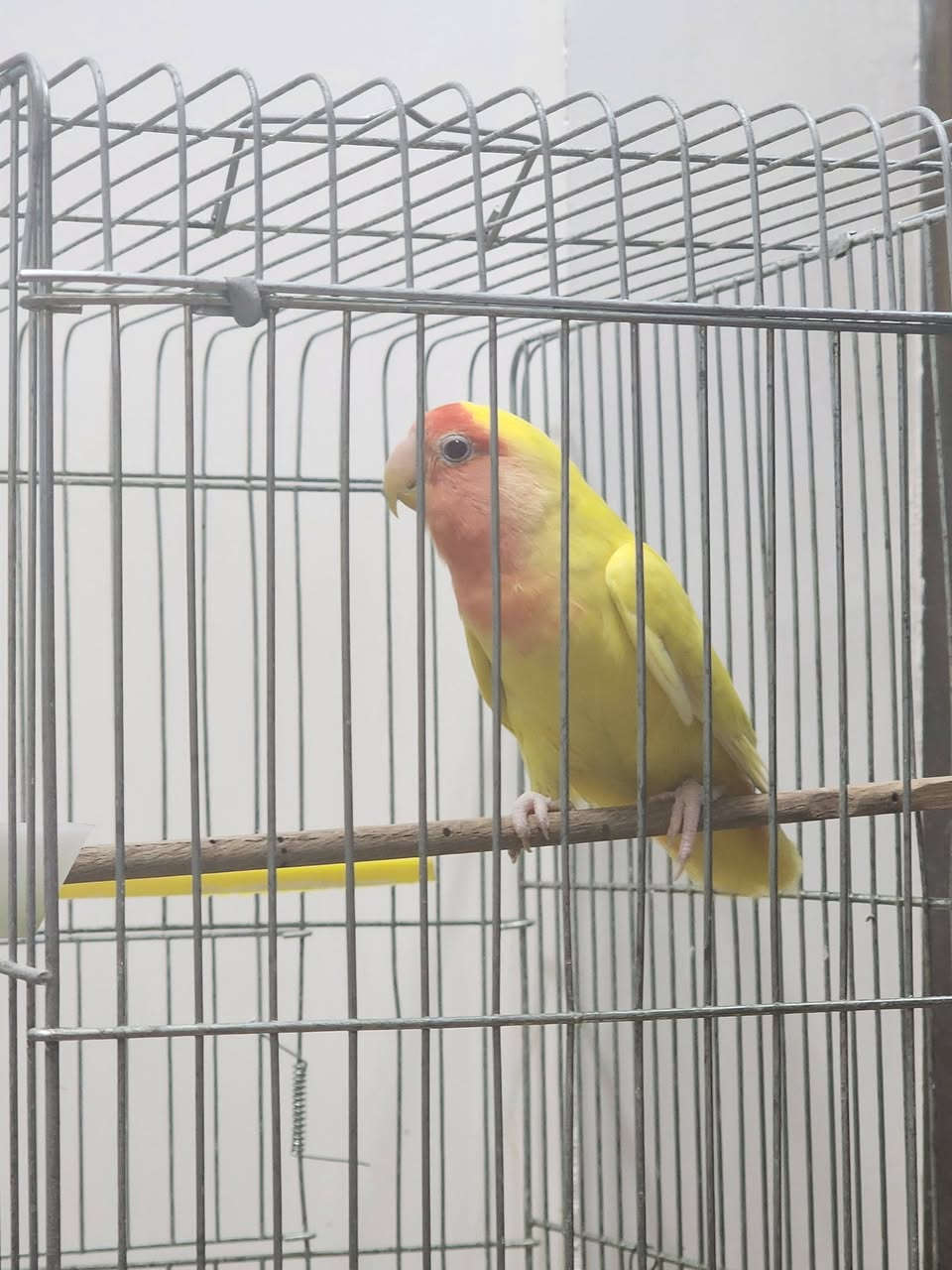 زوج طيور غندور اناث ثنيناتهن  منتجات
السعر ٥٠ الف


**إذا كنت صاحب هذا الإعلان وتريد حذفه لأي سبب، رجاءا أرسل رسالة إلى الدعم الفني**