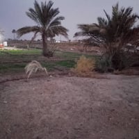 دونم ركن • سند 25 • شمر اليوسف