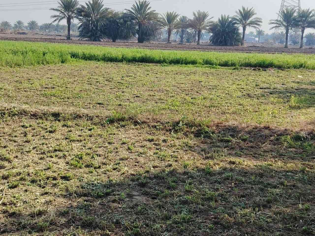 لحك بسعر البلاش 
امتلك أرضك اليوم، وابنِ مستقبل أحلامك غداً. قطع أراضي متميزة في مواقع استراتيجية، استثمار آمن وحياة هادئة تنتظرك!"
مساحه الارض 10دونم  
 وگافة الخدمات فيها ماء+ماء أسالة وكذالك الكهرباء واكيد الشارع تبليط وگذالك الارض محتاطة في الاشجار المثمرة
يوجد فيها اكثر من نوع من النخيل النيرسي والزهدي والخستاوي والبريم

لاستفسار اكثر الاتصال ***********
