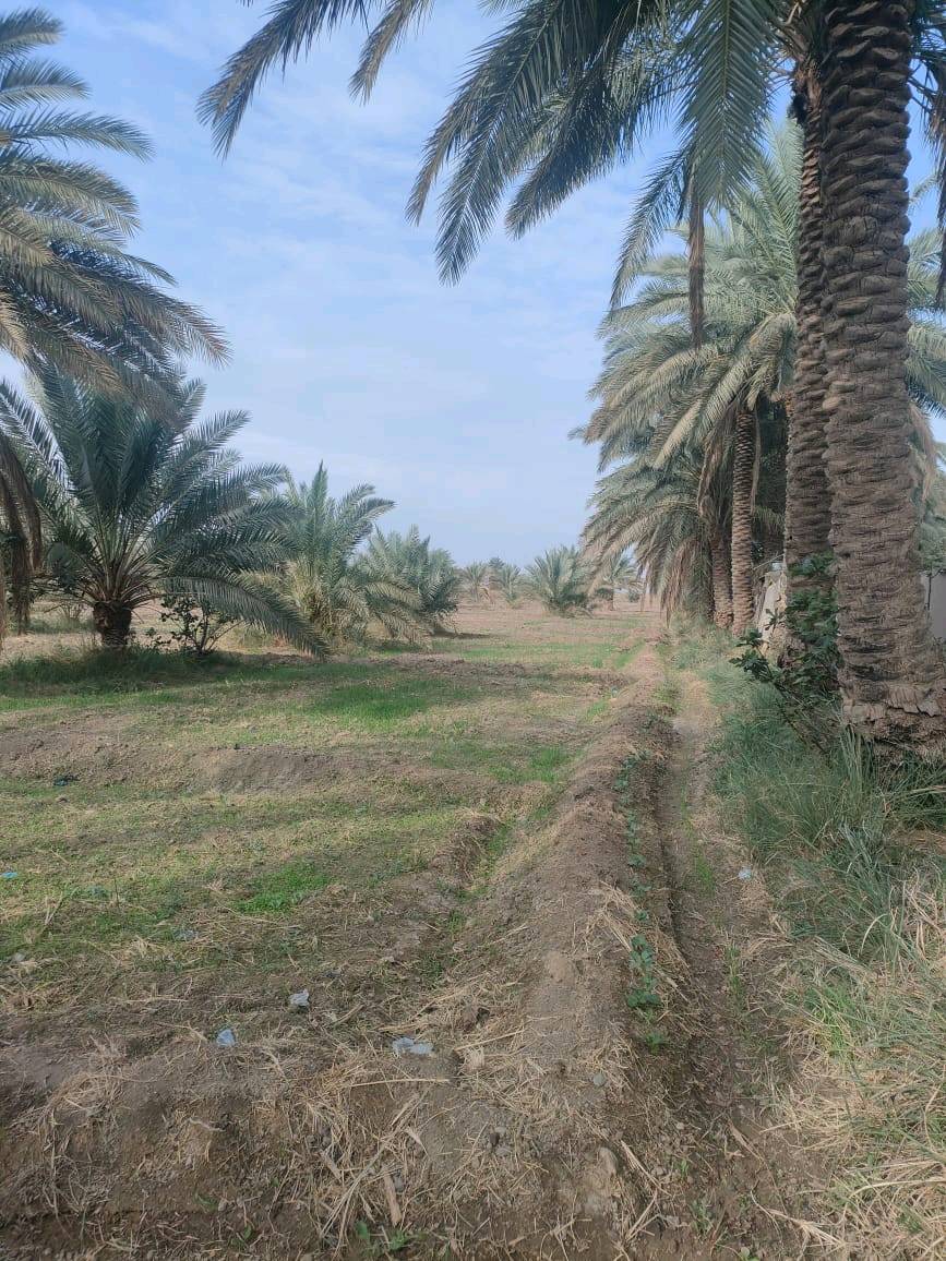 قطعة أرض مساحة 6 دونم طابو صرف خدمات كاملة تبعد عن الشارع 20 متر واجهة 40 نزال 600 / يوجد فيها 80 نخلة حمال واشجار تين 
الموقع بابل/ المسيب/ أراضي الناصرية / جامع الرسول الاعظم / مقابيل مدرسة العوفي مباشرة 
سعر الدونم 85 مليون وبيها مجال 
***********