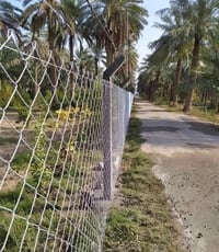 أسيجة البيارسي • سمك السيم • بكل المحافظات