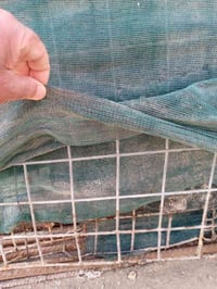 شبك أمريكي • ١.٥م×٣م • خور الزبير