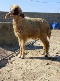 طليه نثيه • سمينه • قضاء الفهود