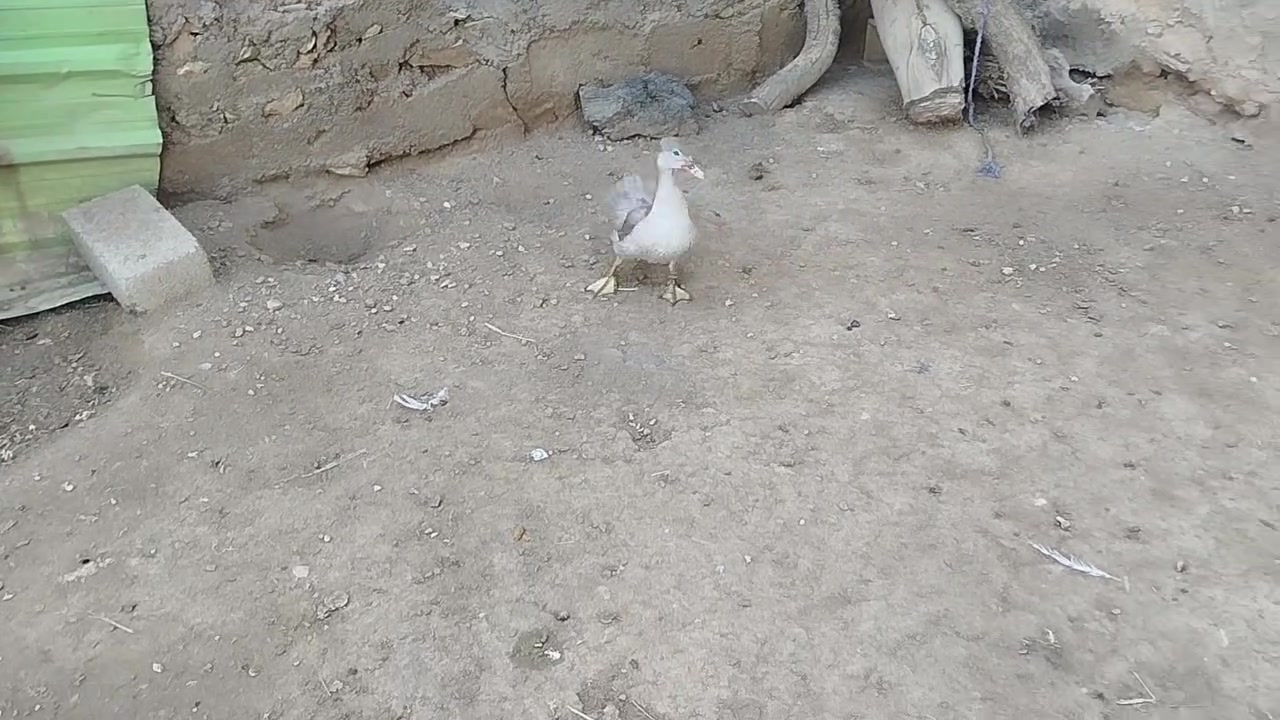 للبيع ***********//***********
