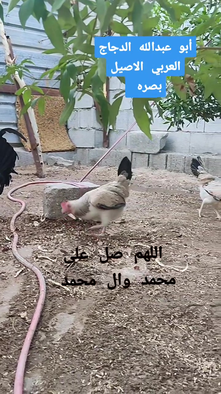 اللهم صل على محمد وال محمد 
عظم الله اجوركم وتقبل الله عزائكم 
متاح مجموعه افراخ عرب دندراوي فواتح من إنتاجي والفضل لله إنتاجي
الدجاج العربي الاصيل بصره 
العدد11تك ينباعن كلهم سوه مافرد منهن 
العمر15يوم 
الانتاج من الامهات نهايه الفيديو للتوثيق 
العنوان البصره الشراي يراسلني واتساب أو يتصل جزاكم الله خيرا 
***********
