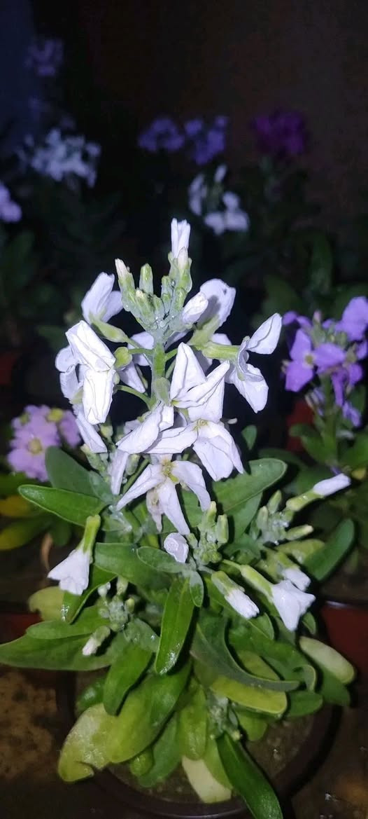 منثور عطري طاقي فقط ١٠٠٠ دينار
الصالون ٣٠٠٠
باقي النباتات ١٥٠٠
توصيل فقط لاغلب احياء الموصل 
للطلب يرجى مراسلة الصفحة


**إذا كنت صاحب هذا الإعلان وتريد حذفه لأي سبب، رجاءا أرسل رسالة إلى الدعم الفني**