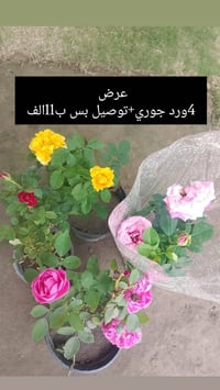 مشتل الانوار • أشجار • صويره شارع العام
