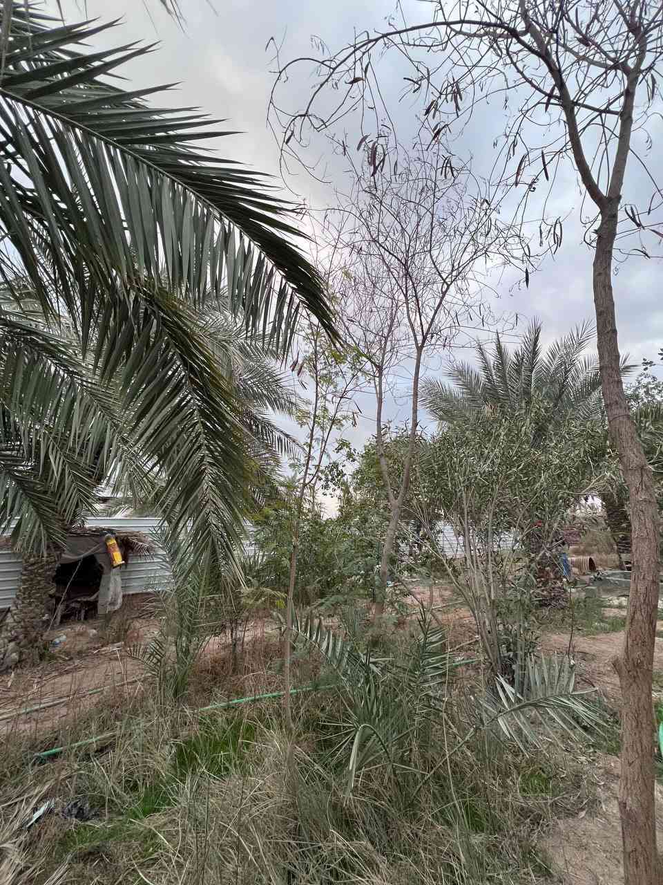 هذا البستان لا تفوت تفاصيله .
2500م ( دونم ) مع بيت البناء #طابوك.
الواجهة 24م والخلف نهر جاري .
طابو ملك صرف زراعي عراقي #تحويل_سهم
يقع على شارع تبليط 10م .
الماء . الكهرباء . المدارس . تبليط . انارة . منطقة هدوء .
ابي الخصيب - أبو كوصرة - جهة السايدين الداخلي .
#يحتوي_البيت :: أستقبال . ثلاث غرف منام . مطبخ .
صحيات خارجية . صحيات داخلية . صالة . موزع غرف .
#يحتوي_البستان :: 30 نوع من أنواع السدر . وانواع النخيل
ومن ضمن النخيل ( البرحي ) أرض زراعية.
#السعر_المطلوب :: 450 مليون قابل للتفاوض .
#للأستفسار :: ***********
