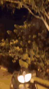 سلام عليكم درجه فراشه للبيع درجه نضيفه مجفته مره وحده لدرجه تجي وتفحص عنوان البصره حي انتصار 
الرقم ***********السعر 400وبيه مجال
