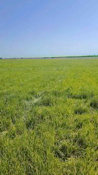 كاع ٦٠ دونم • شارع أبو الماش