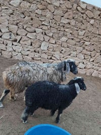 نعجه عشمه • شكه طويله • بروانه سنجك