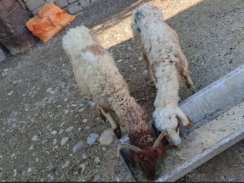 ‎يوجد وراجين عدد 2مالات ذبح السعر 150 الف بلاششش المكان بيجي حي العصري رقم الهاتف ‏***********
‎*********** الهاتف
متواجد واتساب وخط مستعجل على بيعتهن
