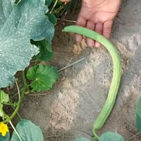 بذور طرح • درجة اولى • ذي قار الفجر