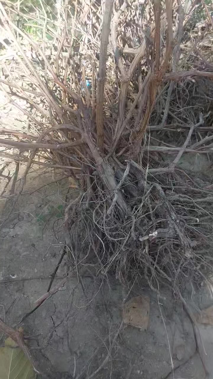 السلام عليكم ورحمة الله وبركاته
متوفر عنب  
مكاني كربلاء الحسينيه القنطرة البيضه 
تفاصيل داخل فيديو  
شراي اتصل او خاص 
***********
