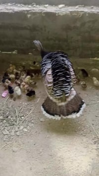 مسيفيسه • افراخ دجاج • محاويل سيطره الاثار