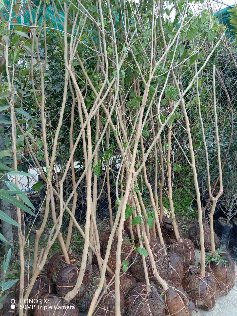 وصلتنا وجبة جديدة من انواع شتلات وزهور عنوان شارع علوة مخضر قريب دائرة نفوس الاتصال ٧ ٠٧٧٠١٠٠٧١٧ ***********
