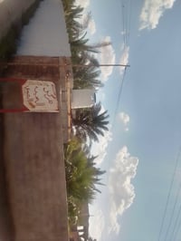 نزلة الغافلية • ٤٠ نخلة • بيتين