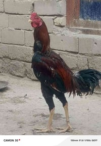 ديج • للبيع • لا يراسل