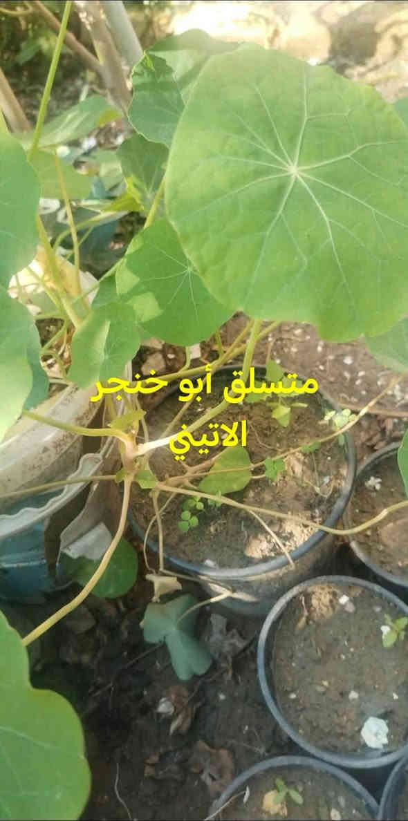 متاح لدينا شتلات وبذور و اسمده

متسلق البطاطا الحلوه
متسلق أبو خنجر الاتيني عطري 
متسلق مجد الصباح البنفسجي
متسلق ست الحسن
لاله عباس عطري
التين الشوكي الصبار
ورد الصباح العراقي الوان 

وكذالك متوفر اسمده
سماد الهيومك اسيد سائل
سماد اليوريا حبيبات
سماد شيلات الحديد بودره
سماد الداب حبيبات
سماد ال  npk 202020  حبيبات

لطلب والحجز واتساب *********** السماوه أو مراسلة الصفحه يوجد خدمة توصيل طلبات داخل السماوه لباب البيت أنواع البذور الاستوائية النادره
