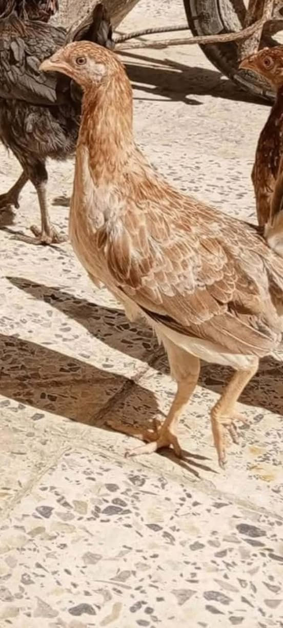 اللهم صل على محمد وآل محمد 🧿🥰
متاح متاح دجاجات دندراوي 5 +1
عمر 6 أشهر علا وجه مبياض
دجاج احلا من التصوير واخشن بلتصوير مابينات 
مفرد بسعر وشلع بسعر🥰🤍
مكان شطره الحولي 📌


**إذا كنت صاحب هذا الإعلان وتريد حذفه لأي سبب، رجاءا أرسل رسالة إلى الدعم الفني**