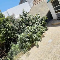 باب الخان • ٢١٨م • ملك صرف