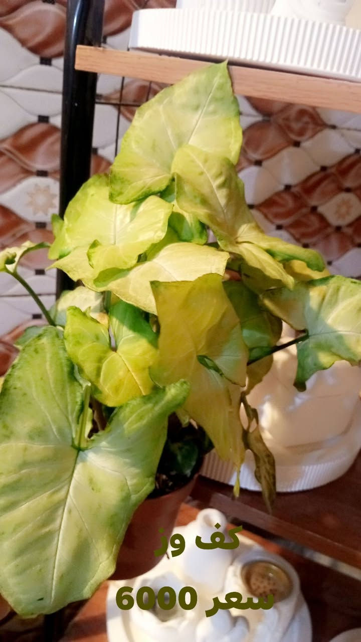 توفر نباتات ضلية حبايبي
الحجز والاستفسار مراسلة ع الخاص 🌾🌾


**إذا كنت صاحب هذا الإعلان وتريد حذفه لأي سبب، رجاءا أرسل رسالة إلى الدعم الفني**