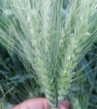 يوجد بذور بنت الچيس نوعية الثريا نضافه فول اتصال عل الرقم 07824886107